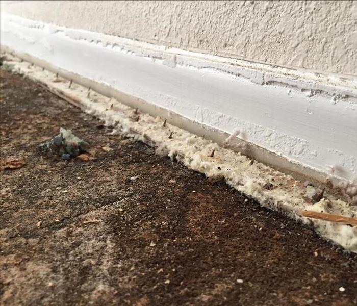 A lot of mold built up under the carpet next to baseboards in a Las Vegas home.